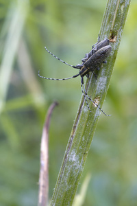 甲虫