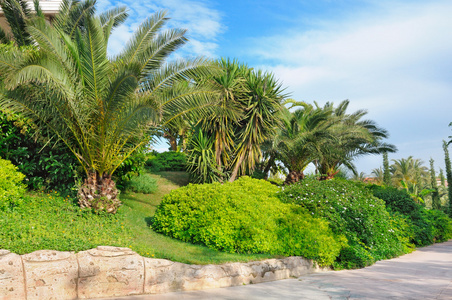 在一个美丽的公园中的热带棕榈树