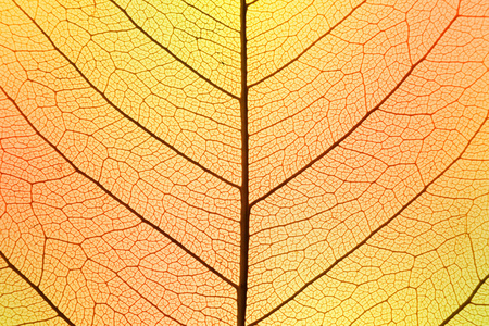 秋天的颜色叶细胞结构自然纹理背景