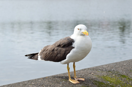 鸥在湖上