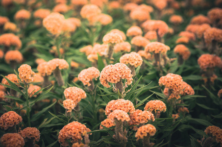 橙色青花或羊毛花或鸡冠花年份