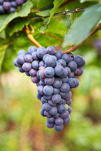 分支的红葡萄品种