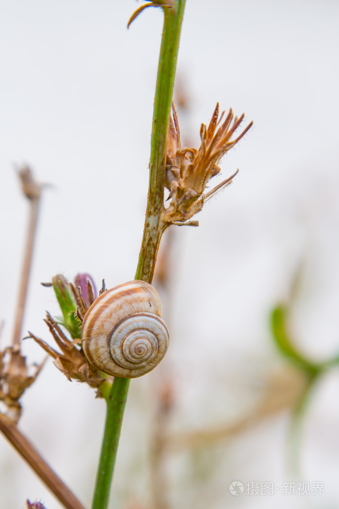 单一蜗牛在草地上