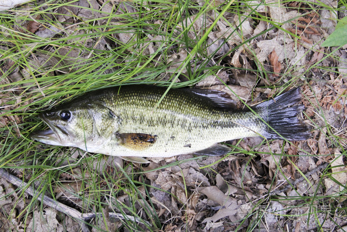 草和叶子上大口黑鲈