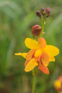 spathoglottis lobbii 为花