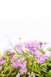 白色衬底上的紫色花背景