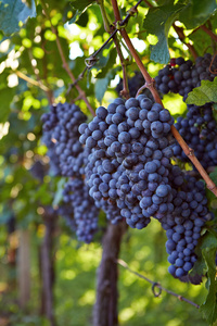 分支的红葡萄品种