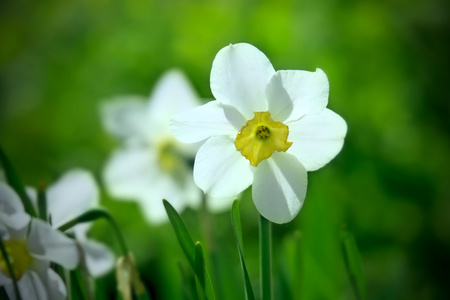 白水仙花