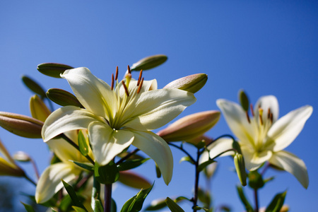 蓝色背景上的白色百合花