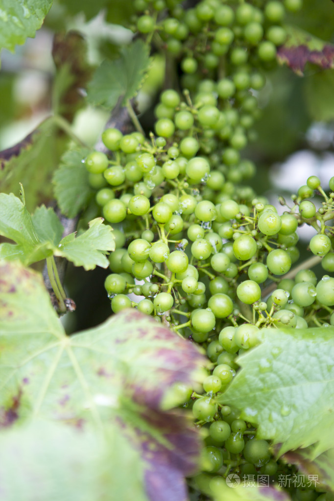 小葡萄藤上