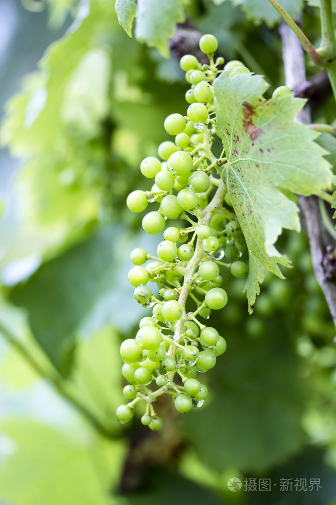 小葡萄藤上