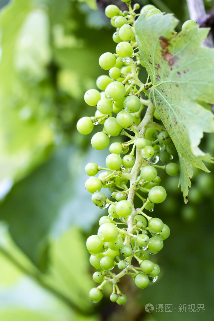 小葡萄藤上