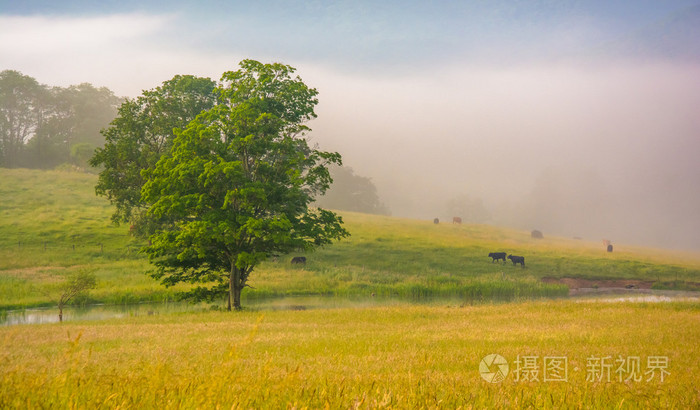 树和牛在农场的场长，在一个有雾的早晨农村