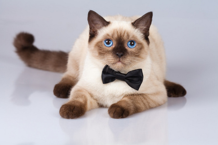 暹罗猫戴领带弓