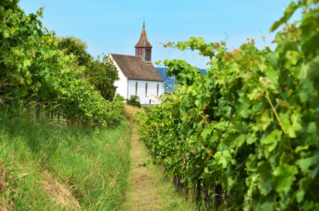 rheinau 的葡萄园