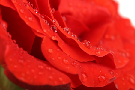 在玫瑰花瓣上的水珠特写图片