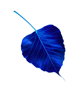 榕属菩提树白色背景上的蓝色榕属菩提树叶照片