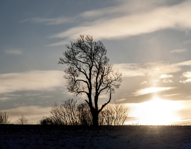 日落时的孤树