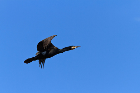 Phalacrocorax Carbo