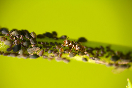 昆虫蚜虫虫害和蚂蚁