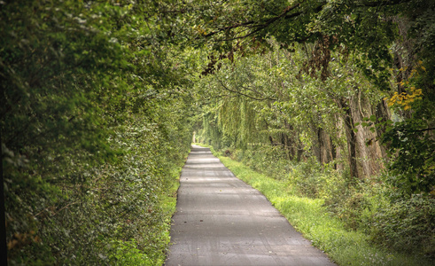 树下的长路