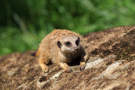 海岛猫鼬 suricata suricatta 在阿纳姆动物园中找到