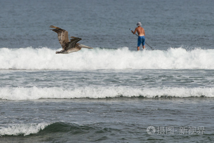 在加利福尼亚的海滩附近冲浪者飞行时鹈鹕