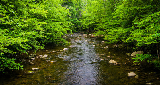 一条小溪，在大烟山国家公园，田纳西