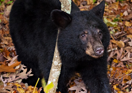 黑熊在树美洲黑熊幼崽,看到沿天际线驱动器在谢南多厄照片