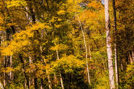 马里兰州瀑布州立公园的秋色