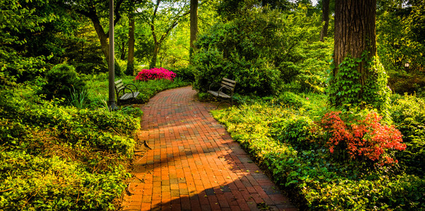 砖路通过一个林地的花园，在约翰  霍普金斯大学