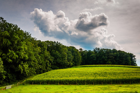 玉米田和树木在农村约克县，宾夕法尼亚州