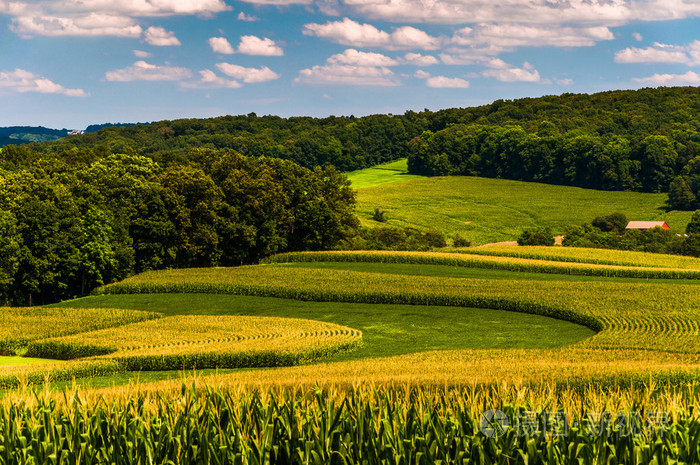 玉米田和起伏的丘陵区农村约克县,宾夕法尼亚州