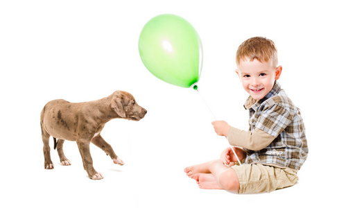 小男孩和小狗玩气球的比特犬