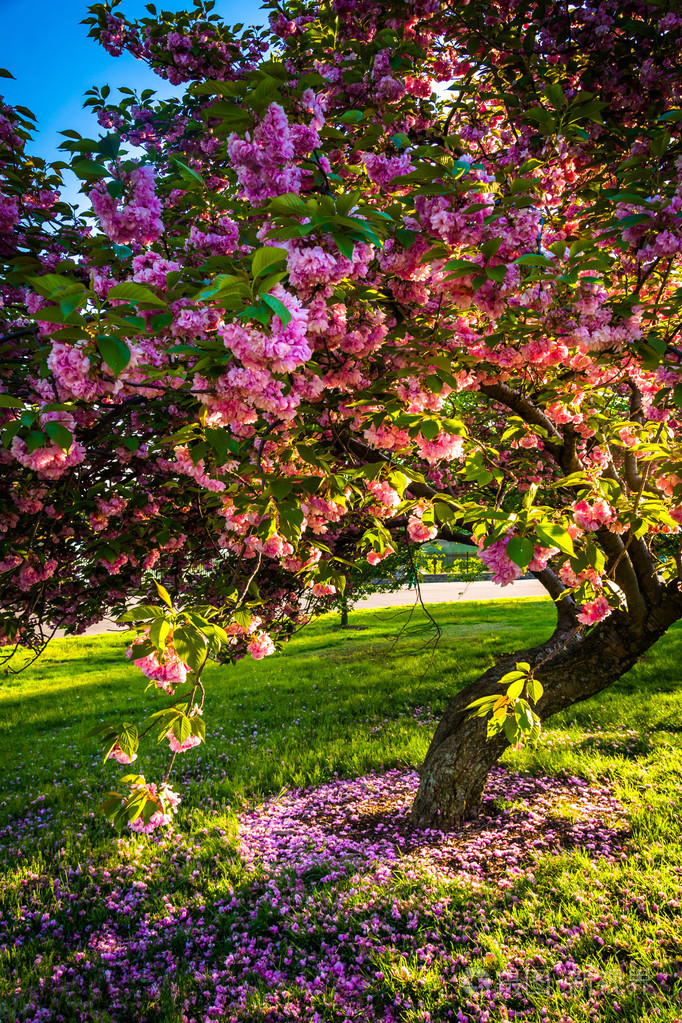 德鲁伊山公园巴尔的摩马里兰的彩色树木