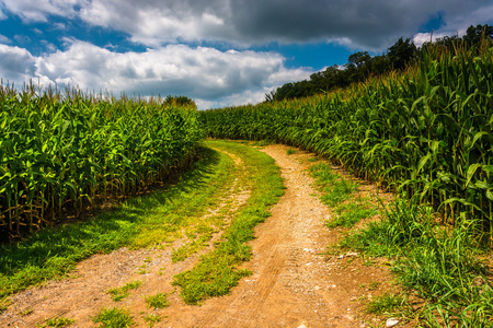 土路穿过玉米地在卡罗尔县农村，马里兰州