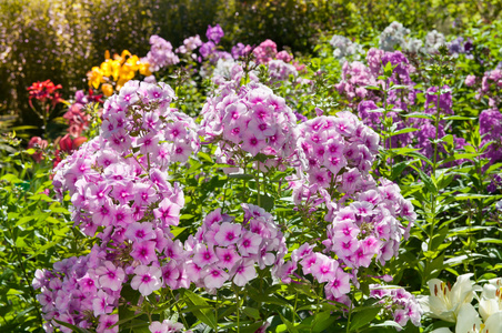紫色福禄考视图在花园里，花儿