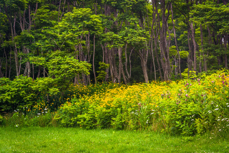 鲜花和弗吉尼亚州谢南多厄国家公园里的树木