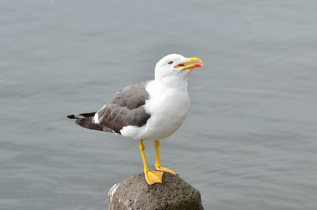 鸥在湖上