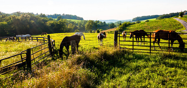 马和农场的田地里约克县，宾夕法尼亚州的栅栏