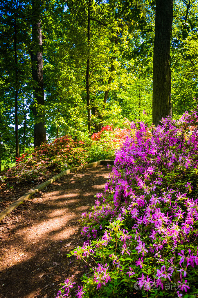 在国家植物园的林地花园中的五颜六色的灌木照片-正版商用图片1glqmn-