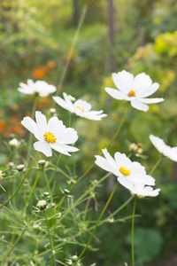 花园里的花