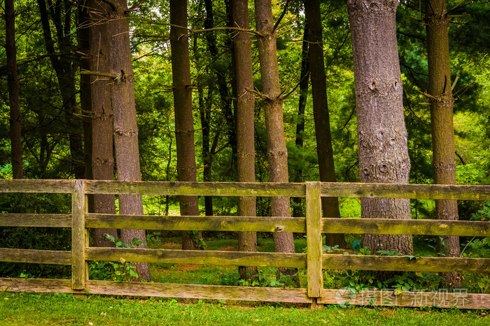篱笆和树木在农村约克县,宾夕法尼亚州