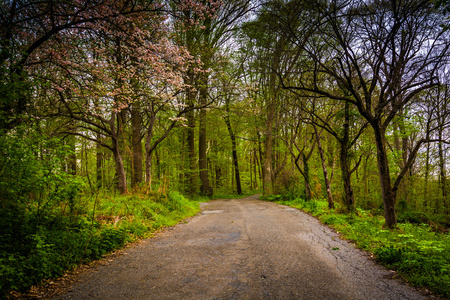 沿着一条路穿过森林在兰开斯特县 c 春天颜色