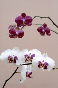 紫色和白色蝴蝶兰