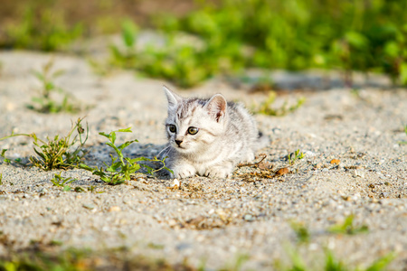 灰色的小猫，在灰色的砂在草地上