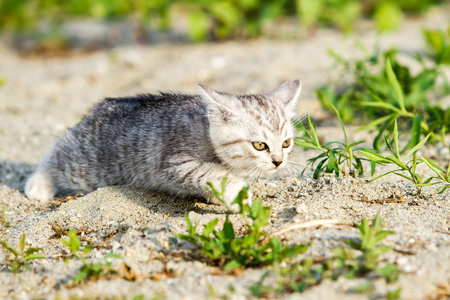 灰色的小猫，在灰色的砂在草地上