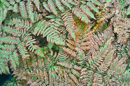 野生蕨类植物的秋叶图片