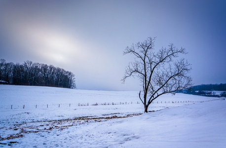 树上农村纽约县 pennsylv 雪覆盖的农田