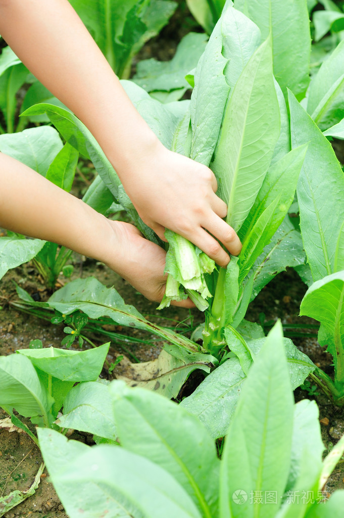 在菜园里采摘绿色印度生菜的女人农夫手